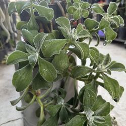 Soculenta 