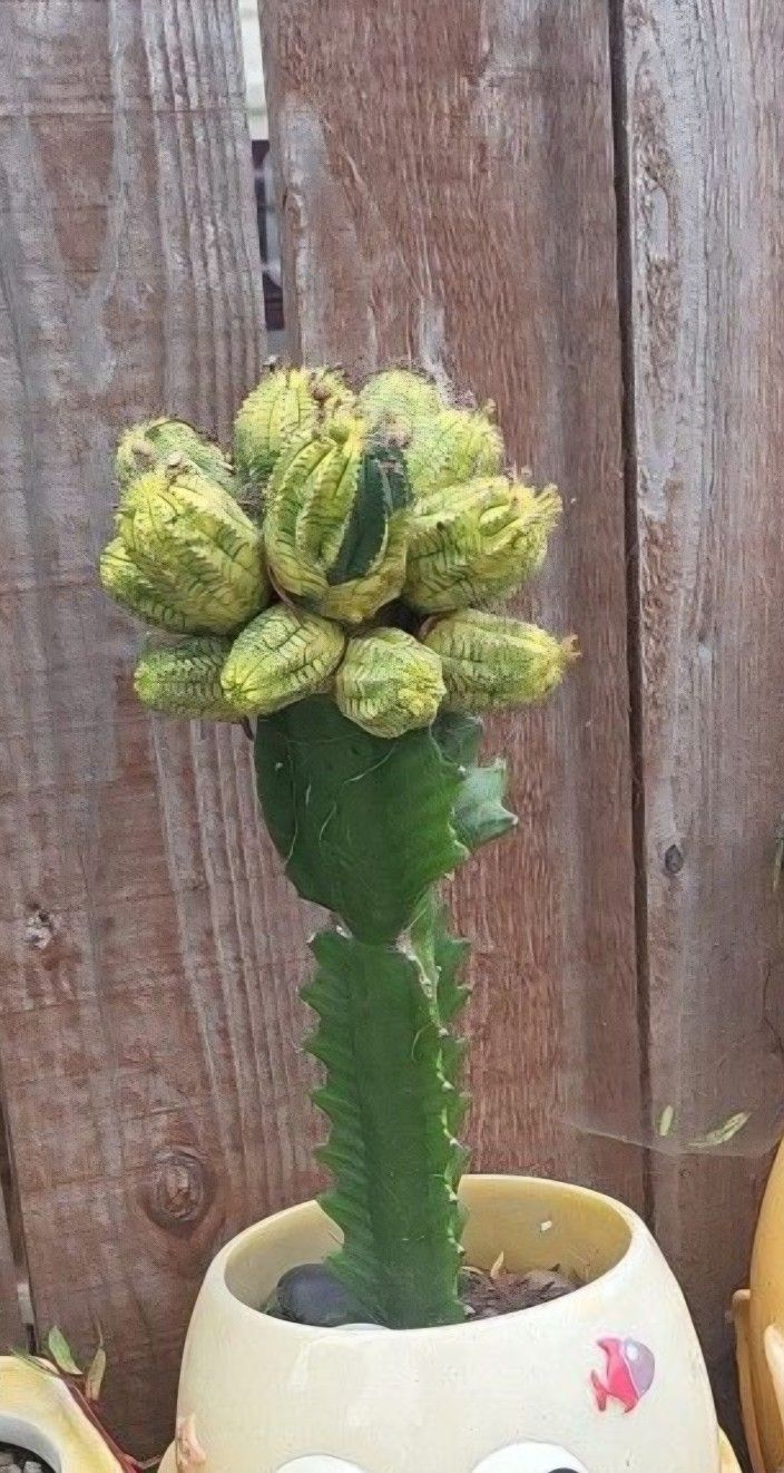 Imported Grapted Cactus Home & Garden