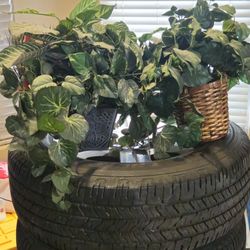 Plants Home Decor Both for $15