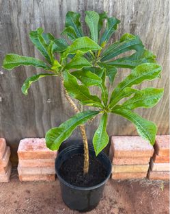 White Plumeria Tree