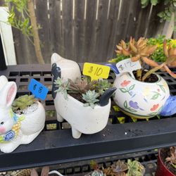 Many Beautifully Potted Succulents