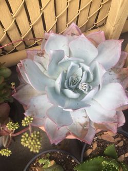 Succulents