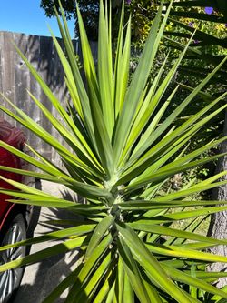 Yucca plants