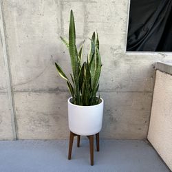 Snake Plant West Elm Pot And Wood Mcm Stand 