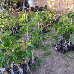 Grafted Fig Plant Tree 