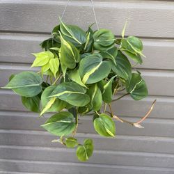 6” Brazil Philodendron