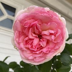 Pink Eden Climbing Rose , Eden Climber, Rosa Pierre De Ronsard  Plant, Is 7 Feet Tall In Large 15 Gallons Pot 