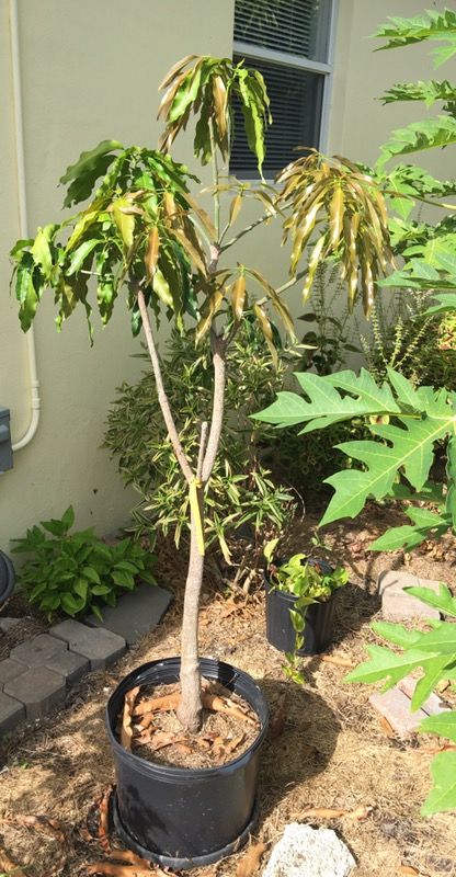 “Lemon Meringue” Mango Tree in a 14" pot - "Po Pyu Kalay" is a unique Asian mango from the exotic nation of Myanmar (formerly Burma).