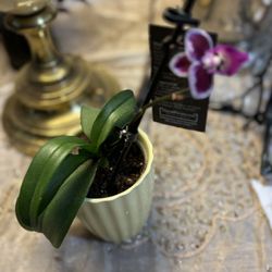 Beautiful Orchid Plant With Purple Flowers 