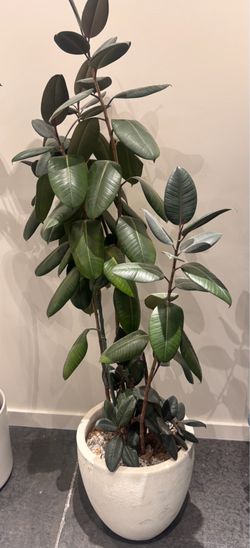 Rubber tree plant