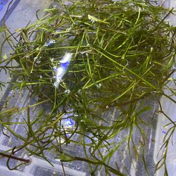 Guppy Grass 