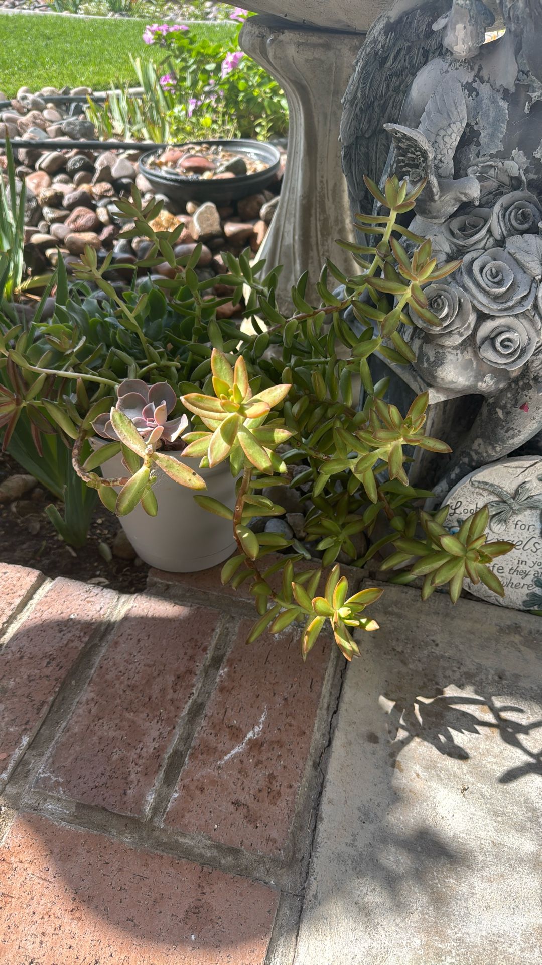 4 Succulents