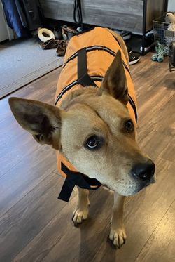 XL Dog Life Vest
