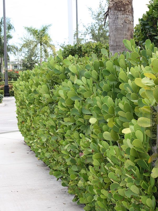 Beautiful Clusia hedge