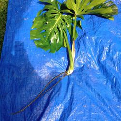 Monstera Plant Cutting (pls Read Description Below)
