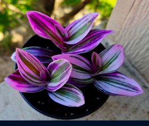 Rare Nanouk Pink Wandering Jew 