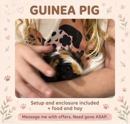 Full setup for Guinea Pig