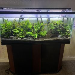 Pecera Plantada Con Peces Y Plantas Reales
