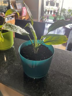Peace Lily