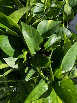 Pothos