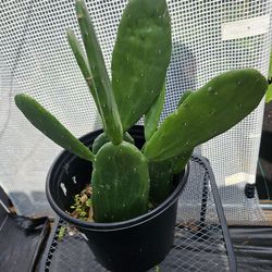 Cactus 🌵 live plants