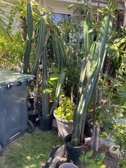 Cactus