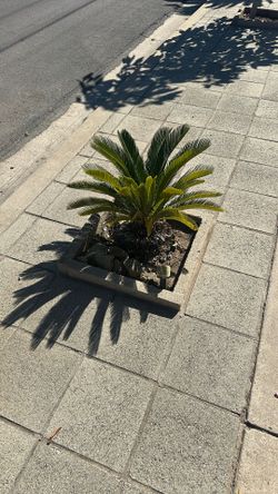 Sego palm