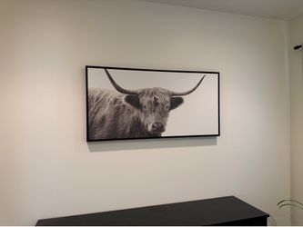 Highland cow picture