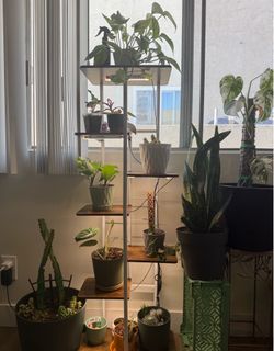 Plant Stand with Timed Grow Lights!