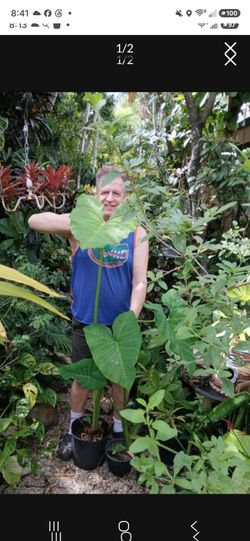 Huge Elephant Ear Landscape Plant