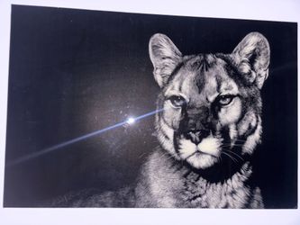 Guardian’s Gaze – Mountain Lion Canvas Wall Art (35.5” x 23.5”) | Large Black & White Wildlife Decor