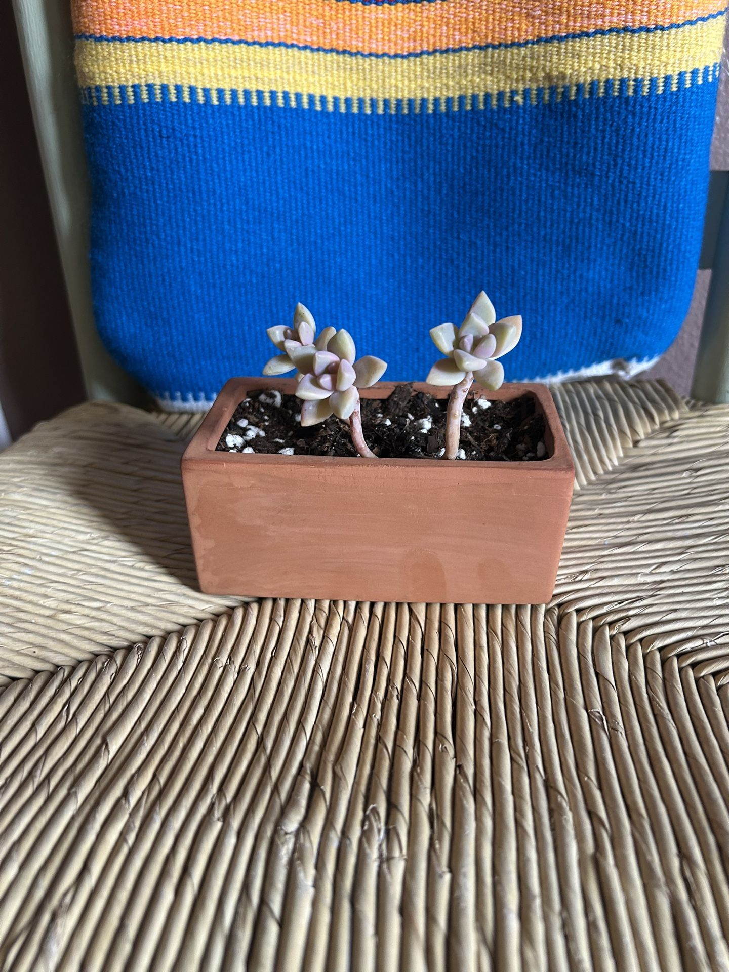 Mother Of Pearl Succulent Plant 🪴 On Clay Pot