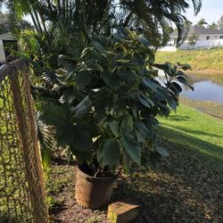 Large Choquette  Avocado Tree