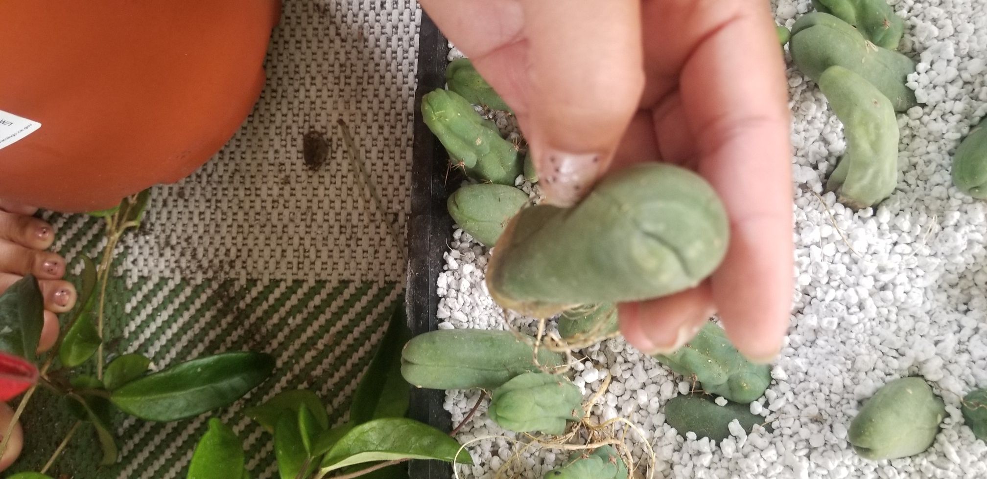 Pen is cactus