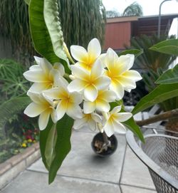 Arbol plumeria grande $45