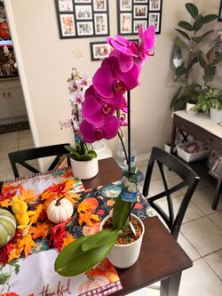Live Phalaenopsis Orchid Plant in Pot