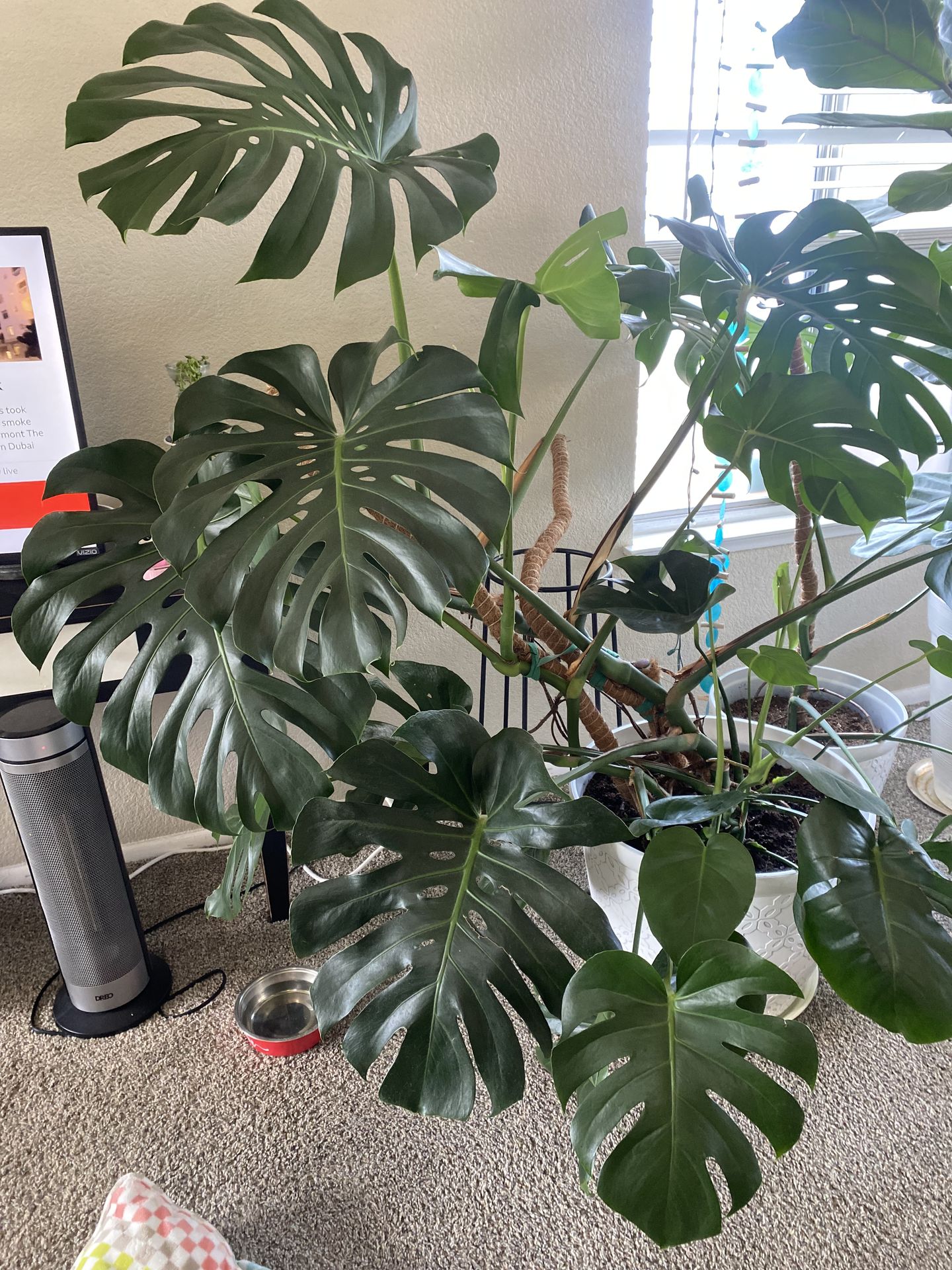 4-5 Foot Monstera Plant