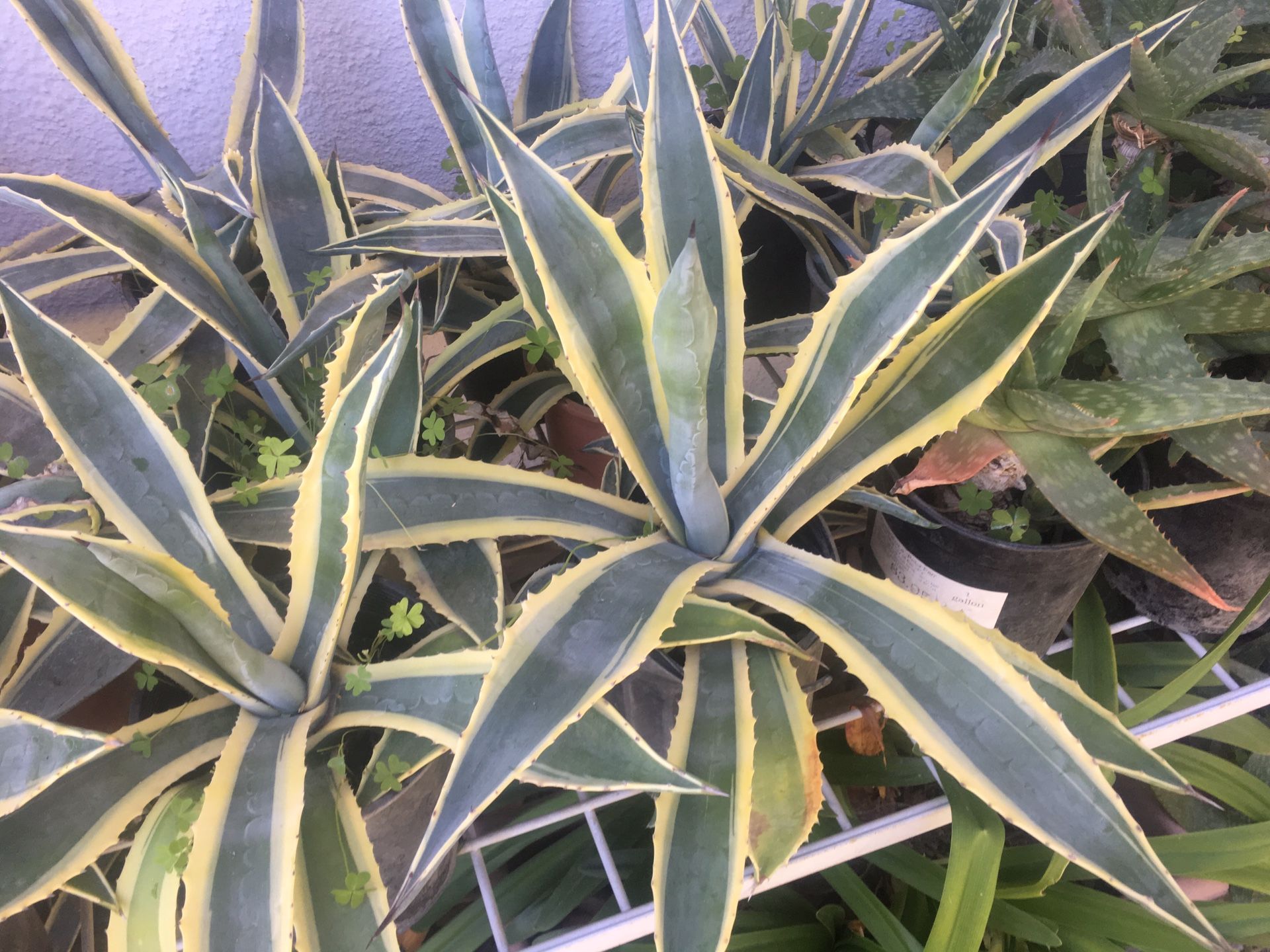 Agave “Yellow Ribbons”