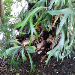 Staghorn  Fern 