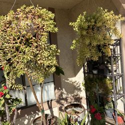 Hanging Succulent Plants 