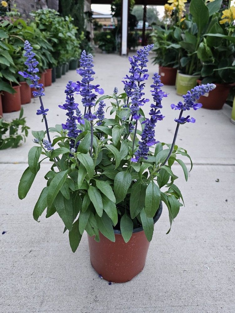 Blue Salvia PLANTS ARRIVE, BEAUTIFUL AND HEALTHY. $10 EACH