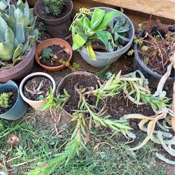 Succulents for free