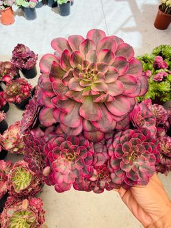 Aeonium pomegranate varigated
