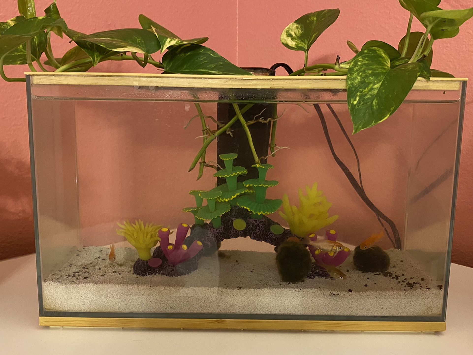 3 Gallon Aquarium With Filter And 5 Goldfish