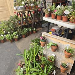 Healthy succulents at lower than retail prices 