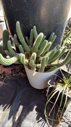 Cactus