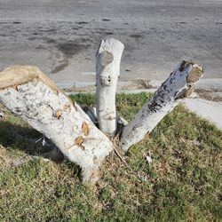 Extended pole pruning saw inc rope pull clipper