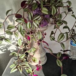 Gorgeous Tradescantia Zebrina Plant 