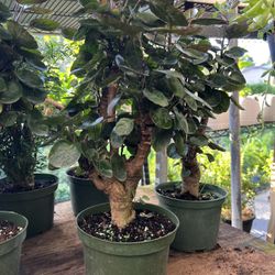 Aralia Fabian & Ming In 6” Pot. SPECIAL PRICE 🤩