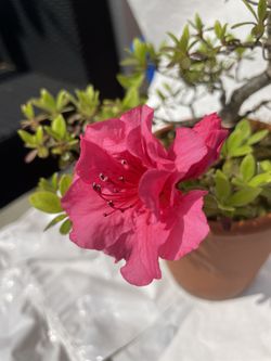 Azalea Bonsai
